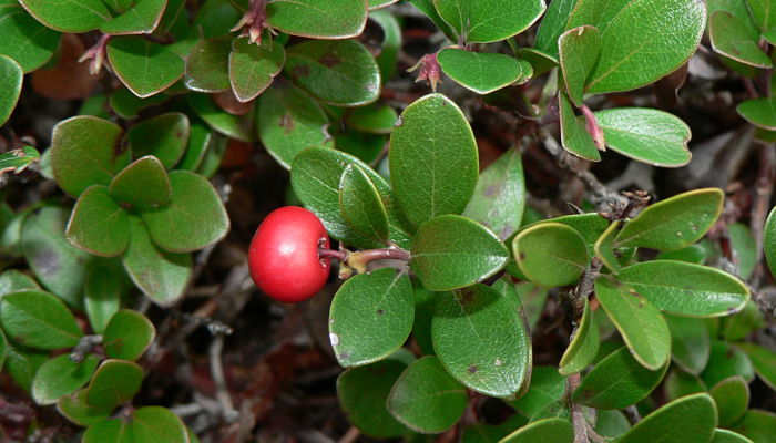 cuidados de la gayuba