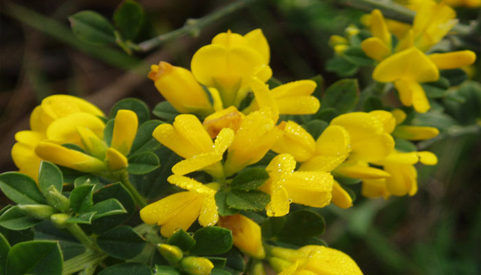 Las flores vienen en racimos