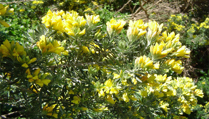 Genista linifolia es un arbusto vertical y extendido