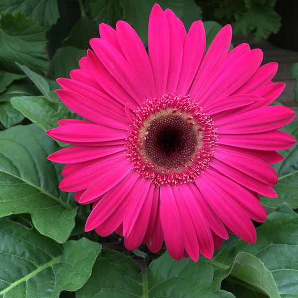 Gerbera: fotos, tipos, significado,
características