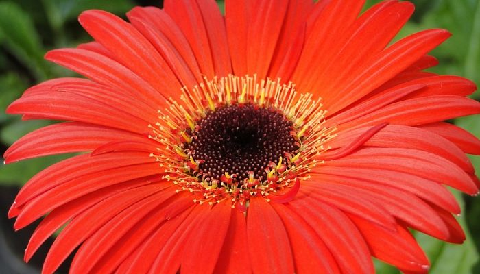 Gerberas rojas