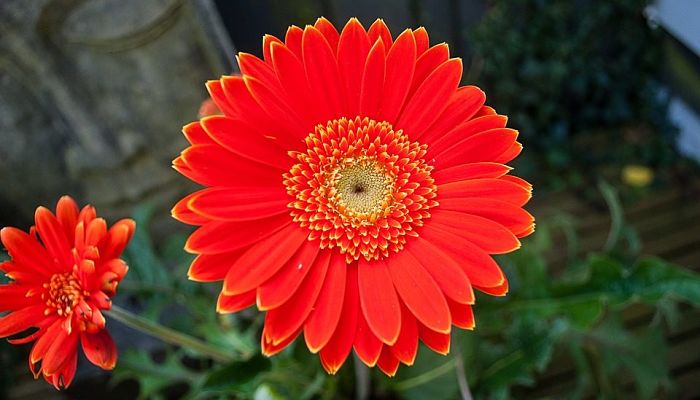 Gerberas