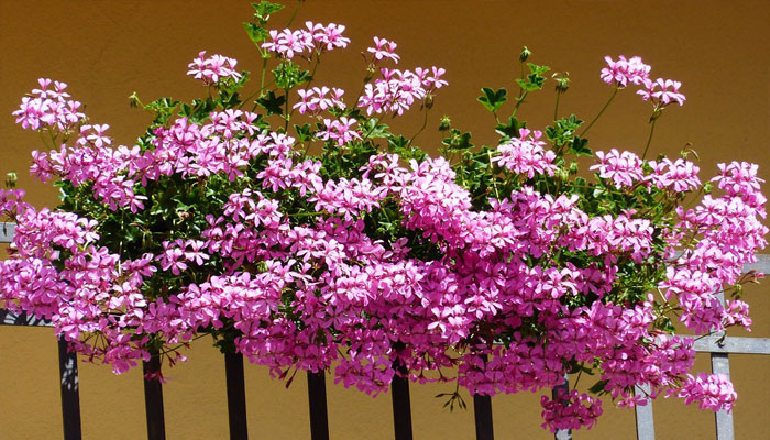 Gitanilla (Pelargonium peltatum)