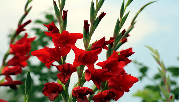 Gladiolos rojos