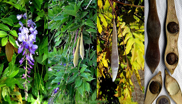 Glicina, glicinia Wisteria, Flores, frutos, semillas