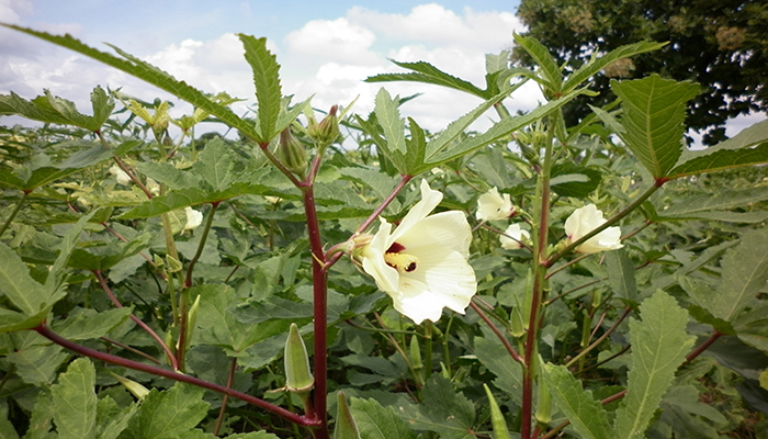 Okra (Abelmoschus esculentus)