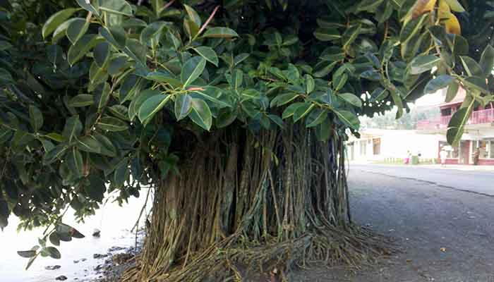 Gomero (Ficus elástica). Origen,
Hábitat, Descripción, Cuidados y Usos