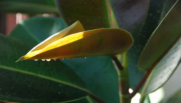 Follaje del Ficus elastica