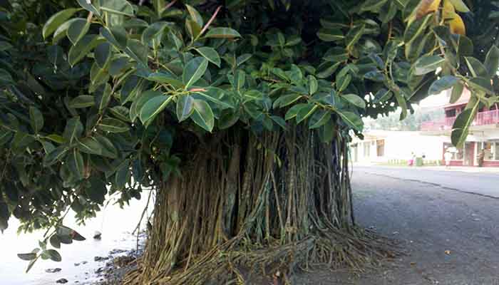 Gomero (Ficus elastica)