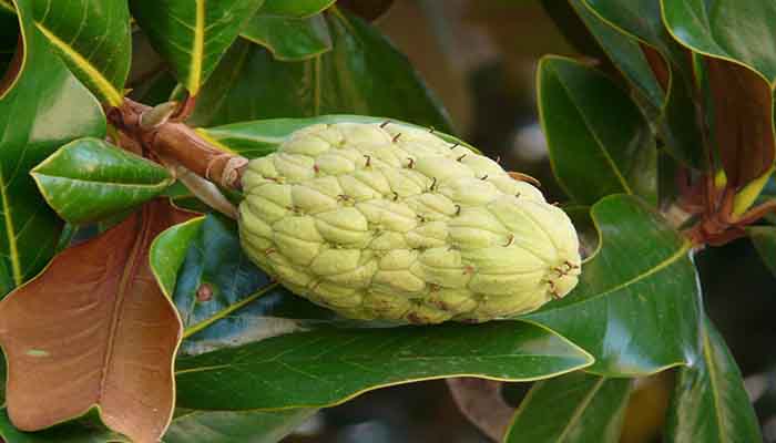 Fruto del Ficus Elástica