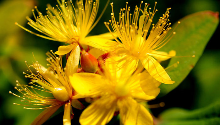 flor de granadillo