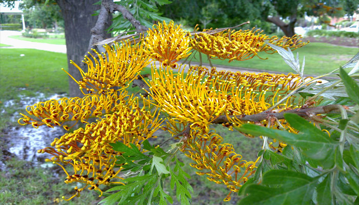 Grevillea robusta