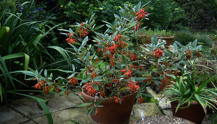 Grevillea victoriae