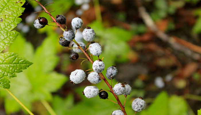 Ribes bracteosum