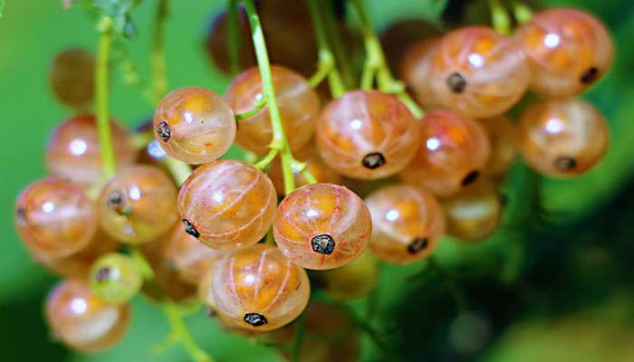 Grosellera. Origen, Descripción,
Variedades, Cultivo, Cuidados Y Usos