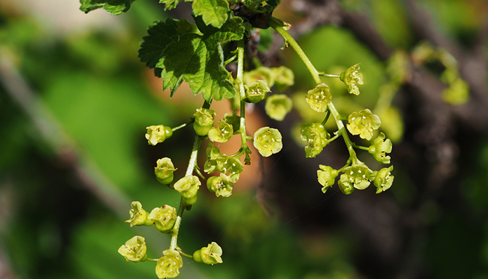 Flores de Ribes rubrum 