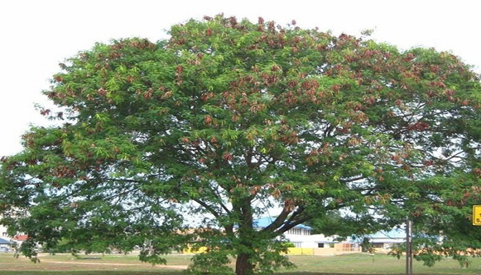 Guaje (Leucaena leucocephala)