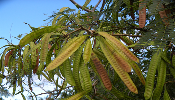 Fruto del (Leucaena leucocephala)