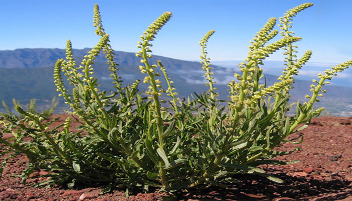 Gualda (Reseda luteola)