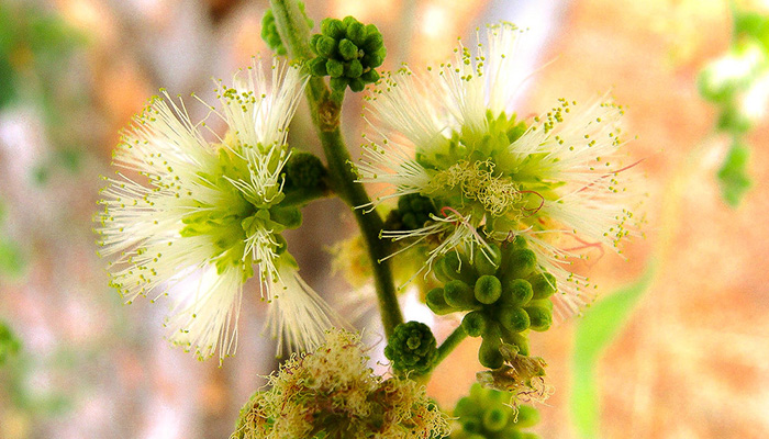 Flor de Pithecellobium Dulce