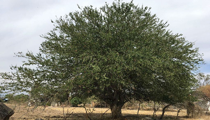 árbol de Guamúchil