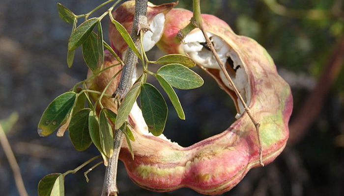 Semillas de Guamúchil