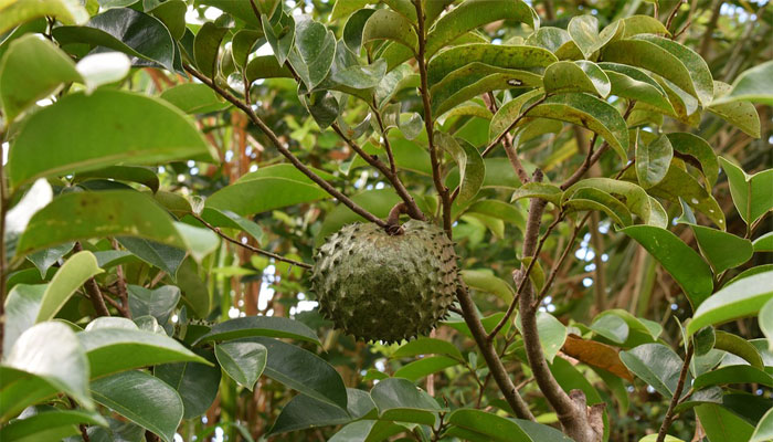 Guanábana (Annona muricata) 