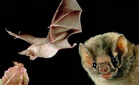 guano de murcielago