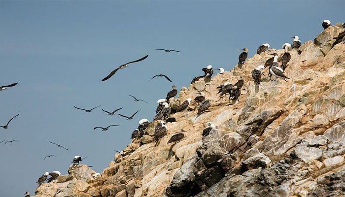 Guano para plantas