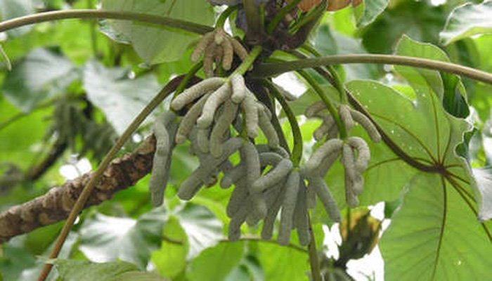 Frutos de Cecropia peltata