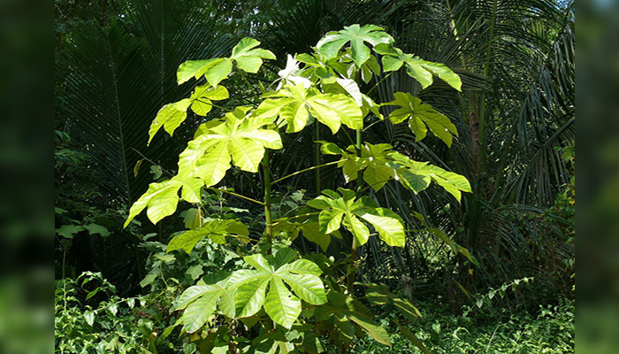 Guaruma (Cecropia peltata)