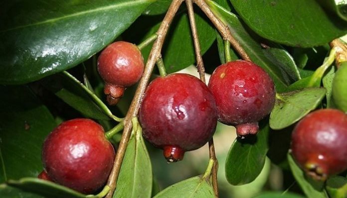 Frutos rojos grandes en un arbusto de hoja brillante