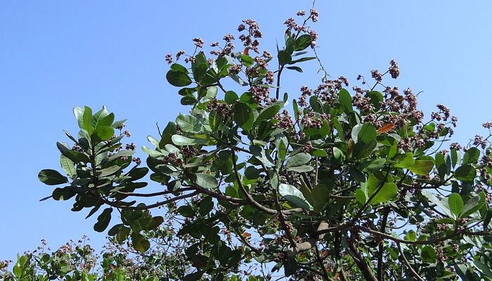 Guayabo de Brasil