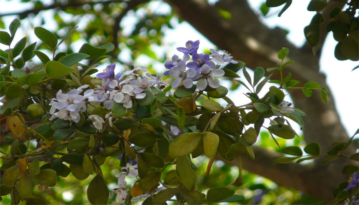 Guayacán