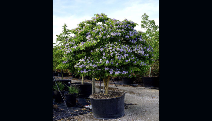 Cultivado en maceta