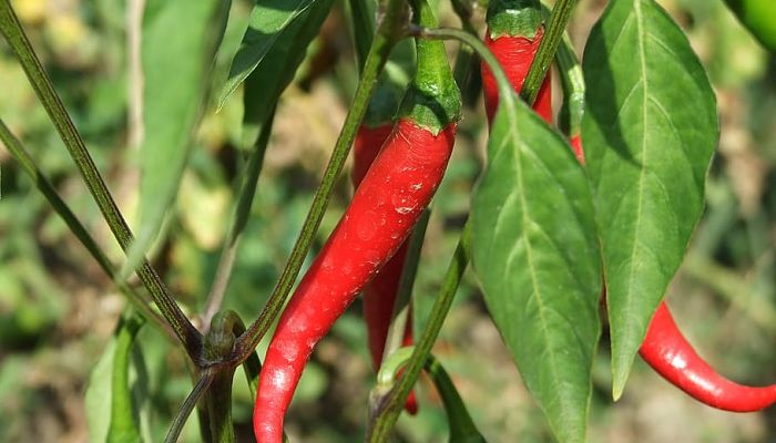 Guindillas. Origen, Descripción,
Cultivo, Cuidados, Propiedades