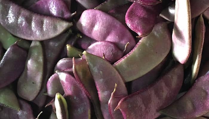 Guisantes Africanos. Origen,
Descripción, Cultivo, Cuidados,
Propiedades