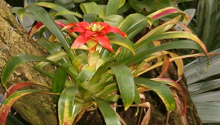 Guzmania lingulata cardinalis