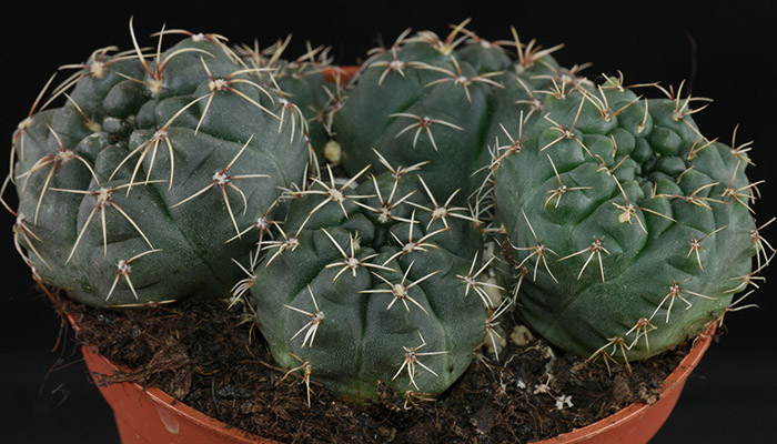 Gymnocalycium baldianum