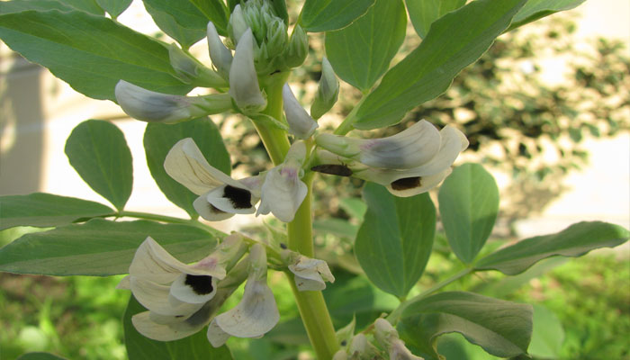 Haba (Vicia faba)