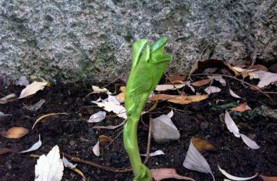 Planta de habas en crecimiento