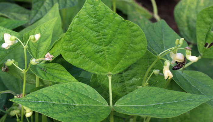 Habichuela (Phaseolus vulgaris) 