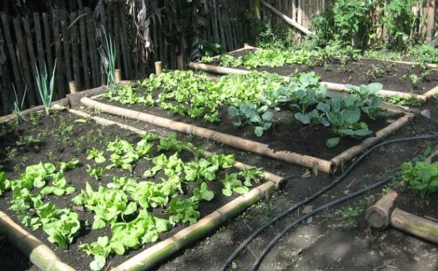 Hacer una Huerta Orgánica Paso a Paso II