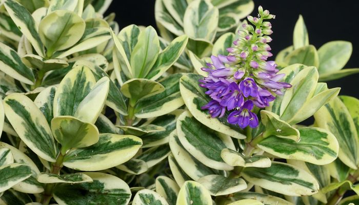 Hebe Morado.Origen, Descripción,
Cultivo, Cuidados, Propiedades