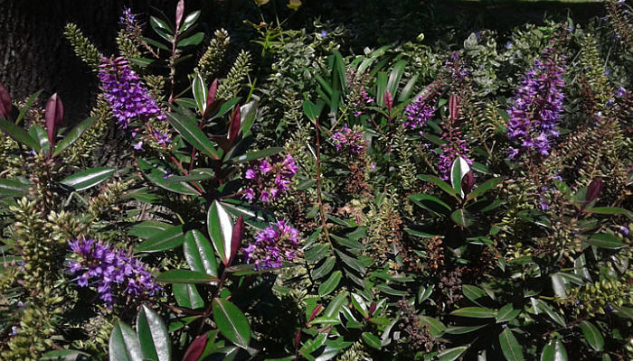 El hebe morado, a pesar de que muchas veces pasa desapercibida, es excelente tenerla en nuestro jardín