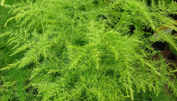 Helecho Plumoso. Origen, Descripción,
Cultivo, Cuidados, Propiedades