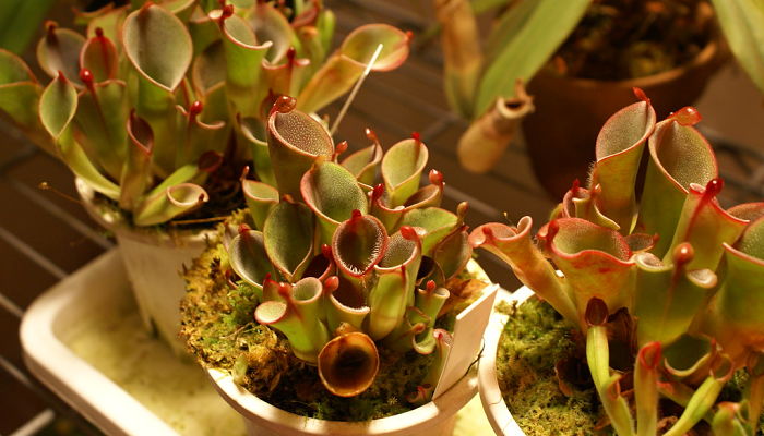 variedades de heliamphora