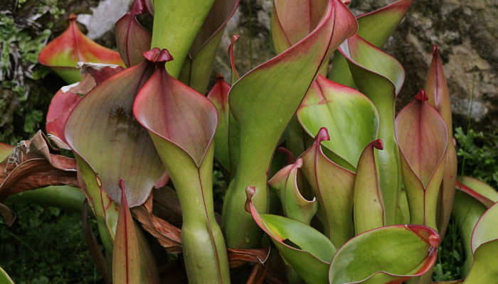 origen de la heliamphora