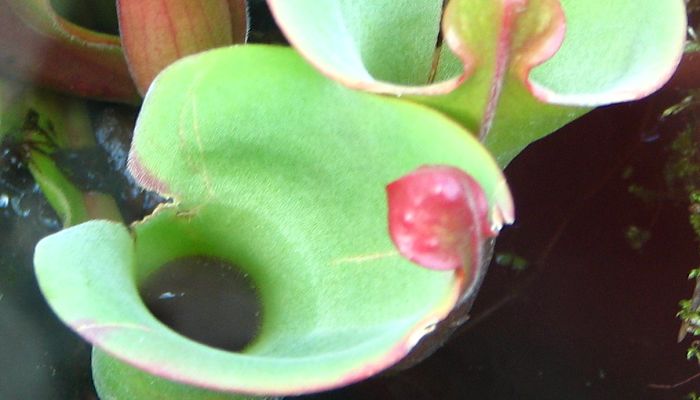 cuidados de la heliamphora