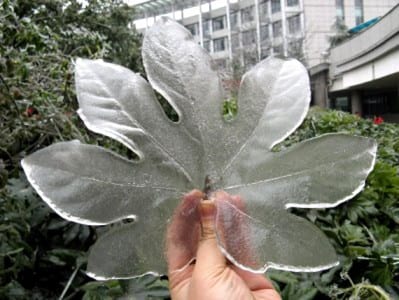 Hoja de hortaliza cubierta de escarcha